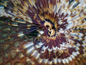 "Indian Fan Worm"
 by Henry Jager 